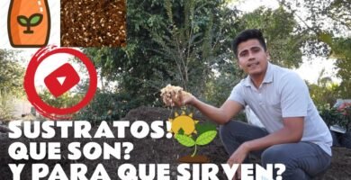 ¿Qué es el sustrato?