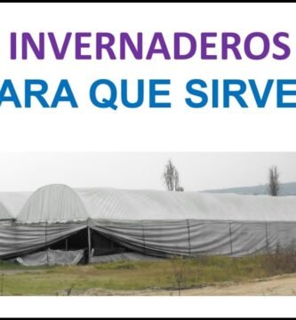 ¿Qué es un invernadero y para qué sirve?