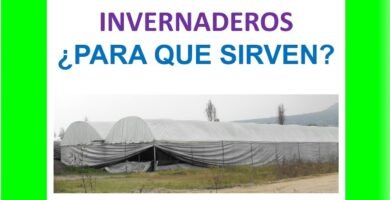 ¿Qué es un invernadero y para qué sirve?