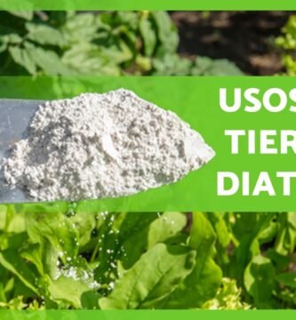¿Qué es la tierra de diatomeas?