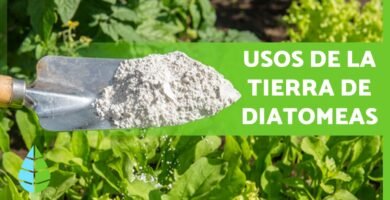 ¿Qué es la tierra de diatomeas?