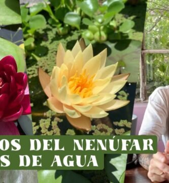 ¿Qué es un nenúfar?