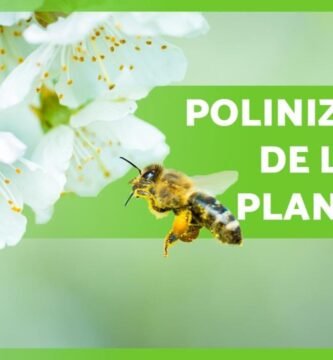 ¿Qué es la polinización?