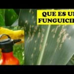 ¿Qué es un fungicida?