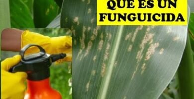 ¿Qué es un fungicida?