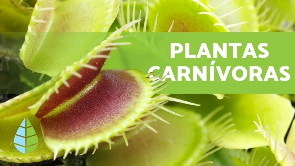 ¿Qué es una planta carnívora?