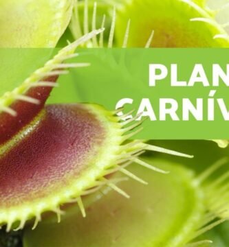 ¿Qué es una planta carnívora?