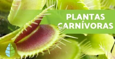 ¿Qué es una planta carnívora?