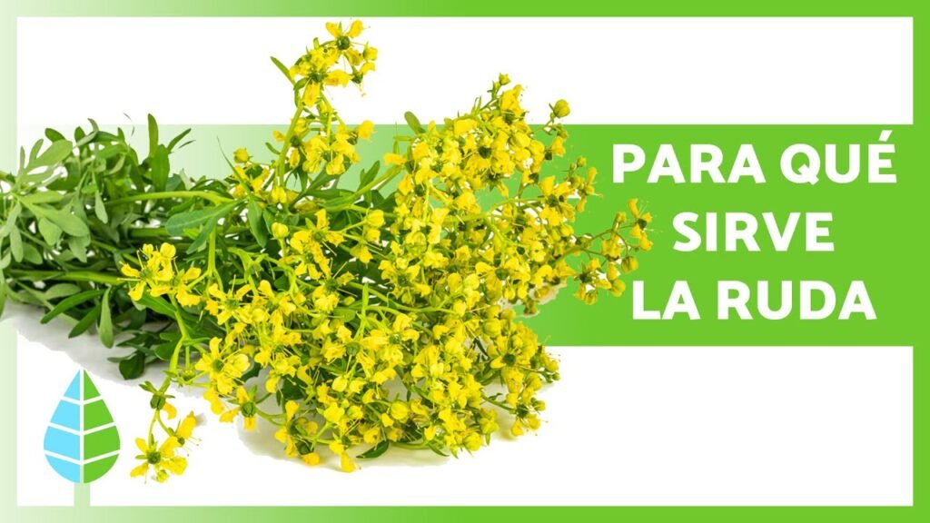 ¿Qué es la ruda planta?