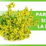 ¿Qué es la ruda planta?