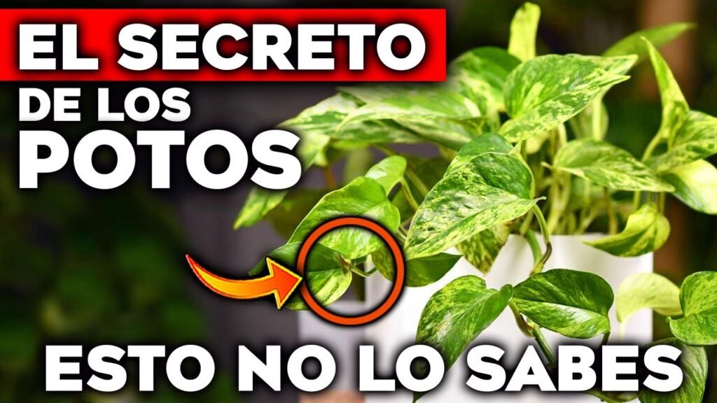 ¿Qué es un poto?