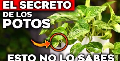¿Qué es un poto?