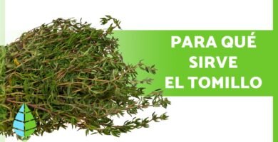 ¿Qué es el tomillo?