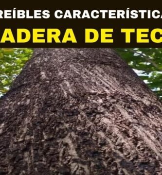 ¿Qué es la teca?