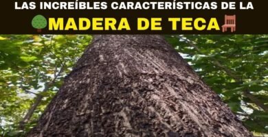 ¿Qué es la teca?