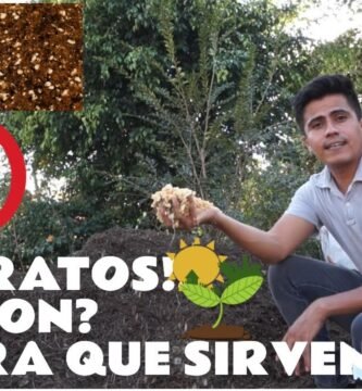 ¿Qué es un sustrato?