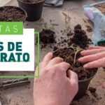 ¿Qué es un sustrato para plantas?