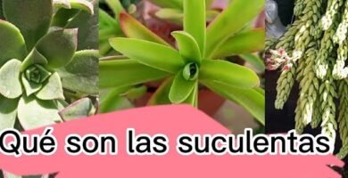¿Qué es una suculenta?