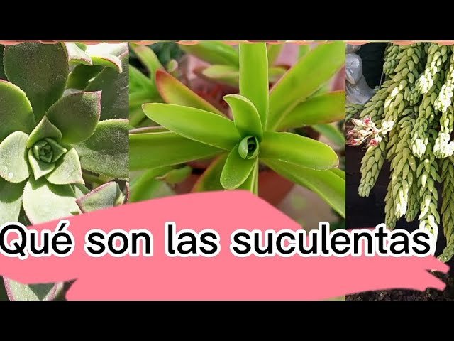 ¿Qué es una suculenta?