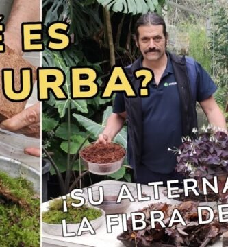 ¿Qué es la turba para plantas?