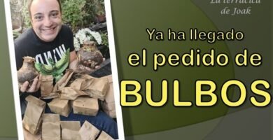 ¿Qué es un bulbo?
