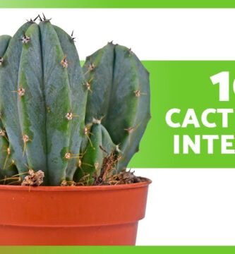 ¿Qué es un cactus?
