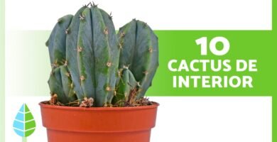 ¿Qué es un cactus?