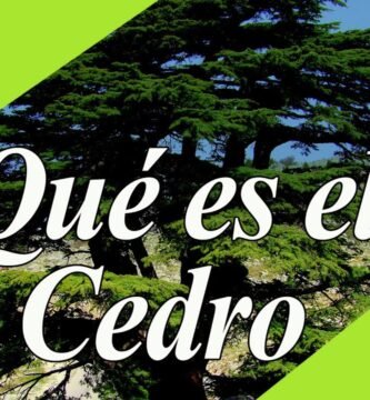 ¿Qué es un cedro?