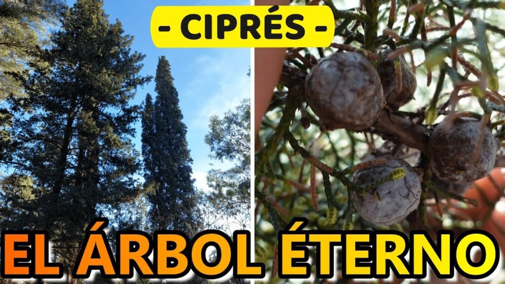 ¿Qué es un ciprés?
