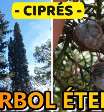 ¿Qué es un ciprés?