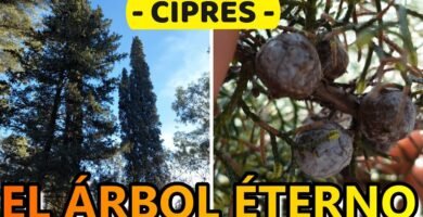 ¿Qué es un ciprés?