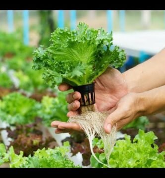 ¿Qué es un cultivo hidropónico?