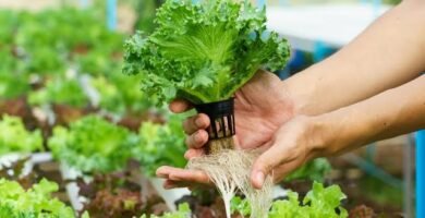 ¿Qué es un cultivo hidropónico?