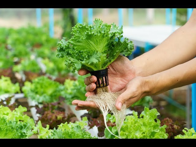 ¿Qué es un cultivo hidropónico?