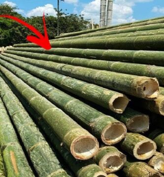 ¿Qué es el bambú?