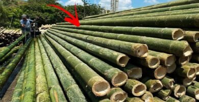 ¿Qué es el bambú?