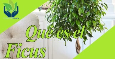 ¿Qué es un ficus?