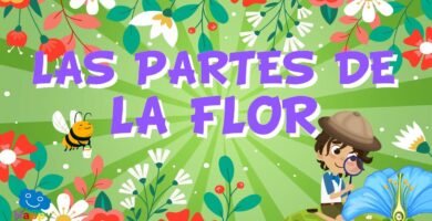 ¿Qué es un flor?