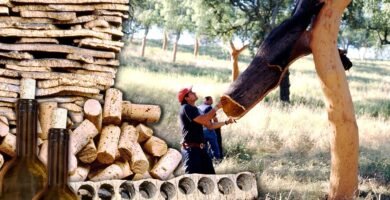 ¿Qué es el corcho?