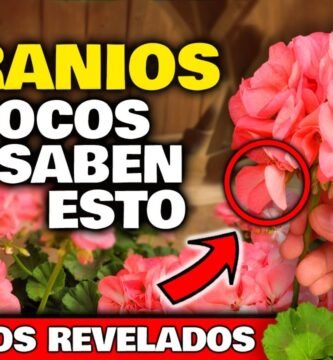 ¿Qué es un geranio?