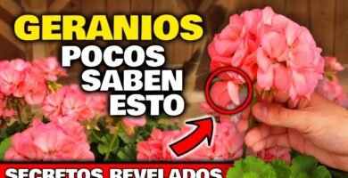 ¿Qué es un geranio?