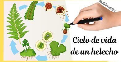 ¿Qué es un helecho?