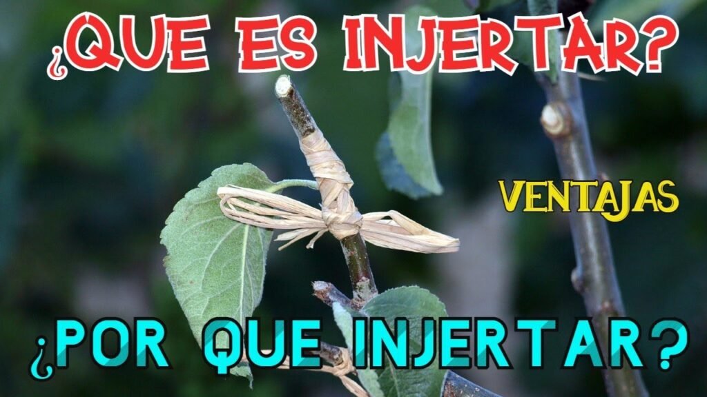 ¿Qué es un injerto?