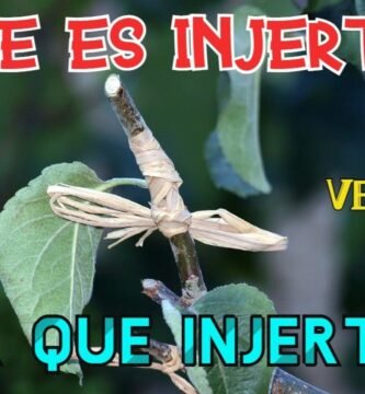 ¿Qué es un injerto?
