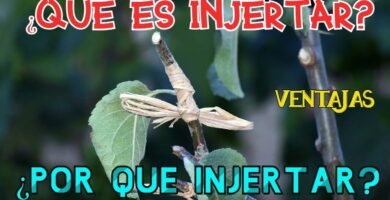 ¿Qué es un injerto?