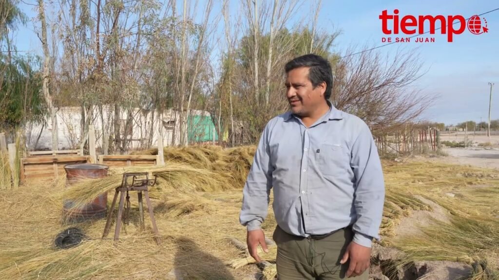 ¿Qué es un junquillo?