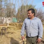 ¿Qué es un junquillo?