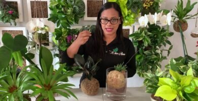 ¿Qué es un kokedama?