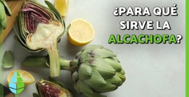 ¿Qué es una alcachofa?