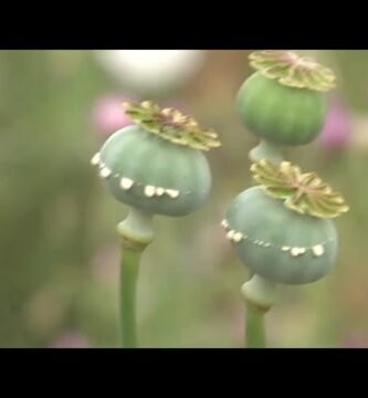 ¿Qué es una amapola?